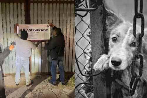 Rescatan a cuatro peluditos maltratados y aseguran inmueble en Tultitlán